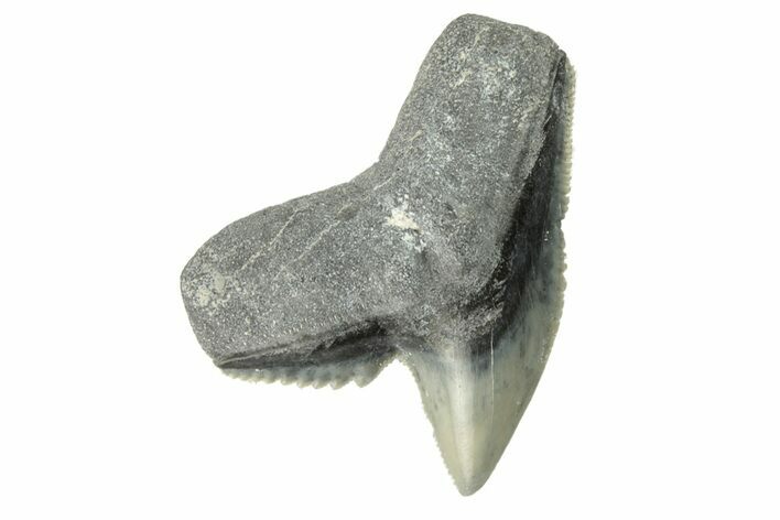 Colorful, Fossil Tiger Shark Tooth - Bone Valley, Florida #260252